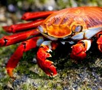 Sally Lightfoot Crab